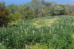 Image de Lupinus albus L.