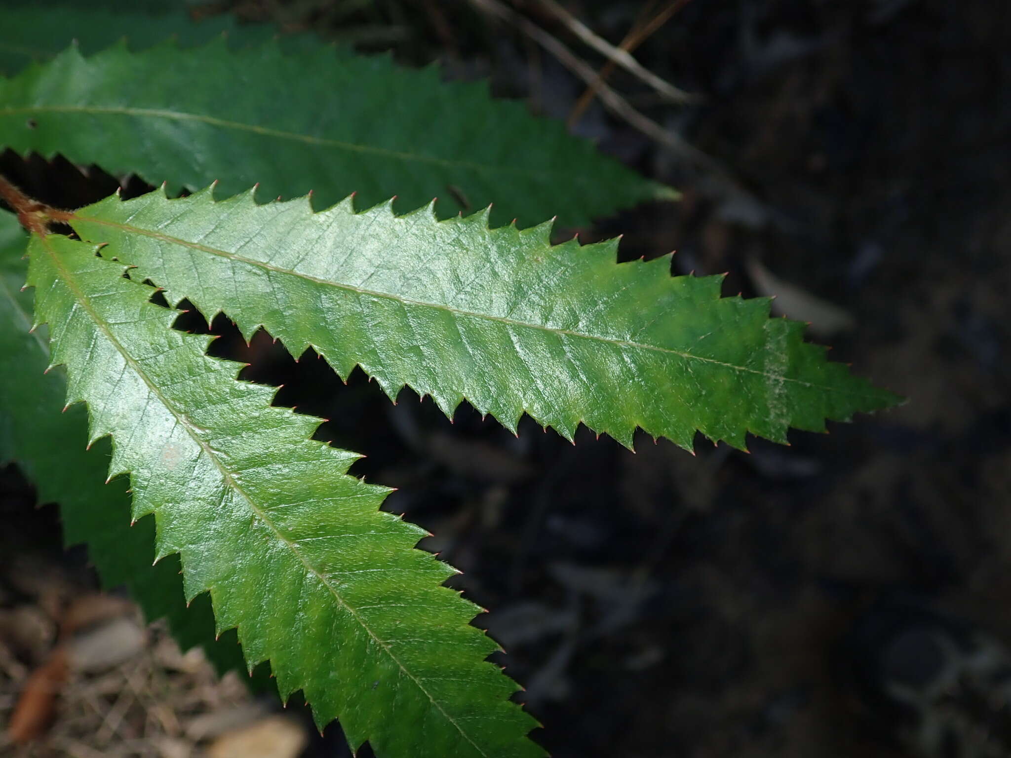 Image of black wattle