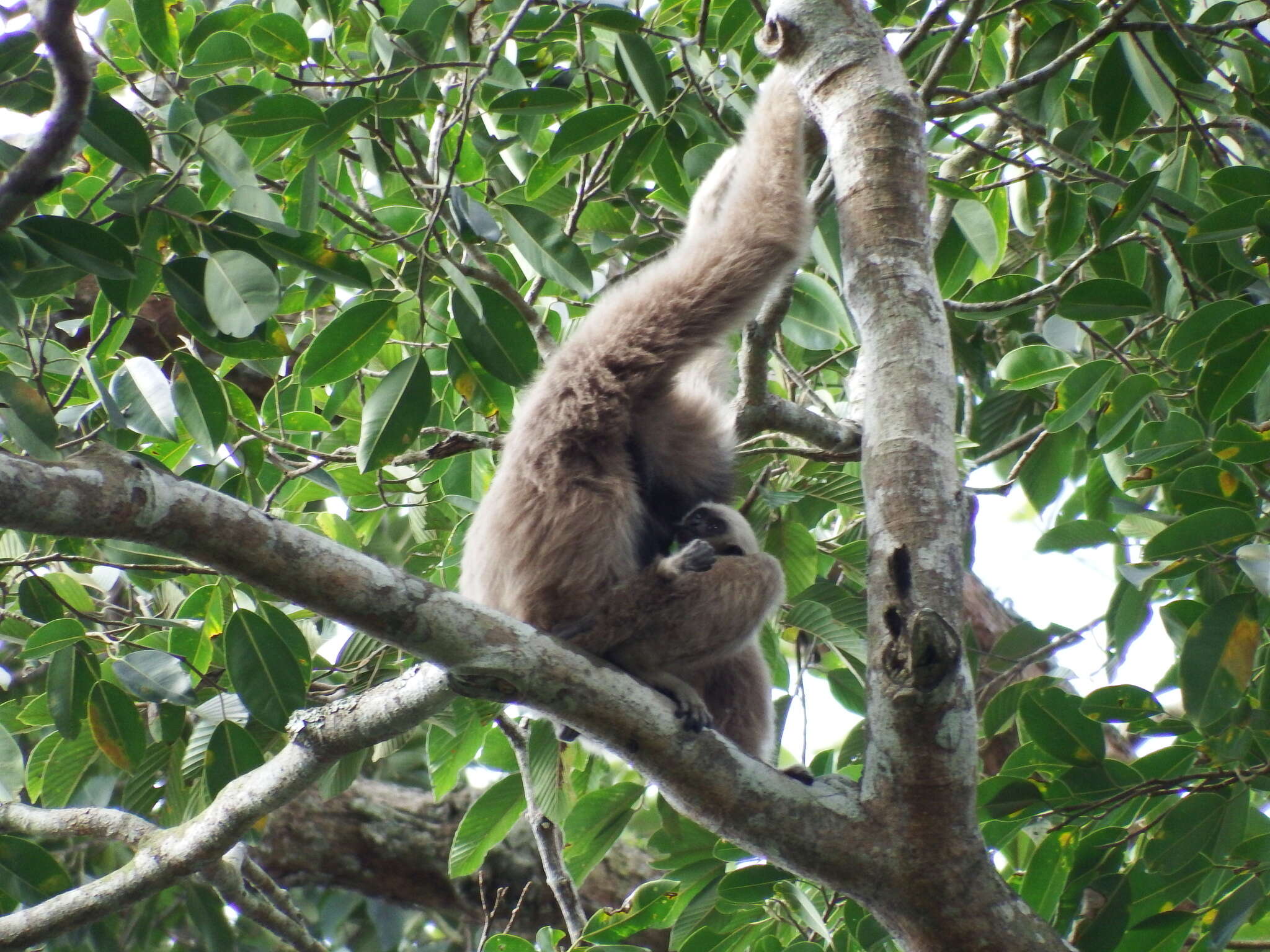 Image of Capped Gibbon