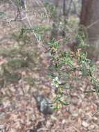 Sivun Leptospermum polygalifolium Salisb. kuva