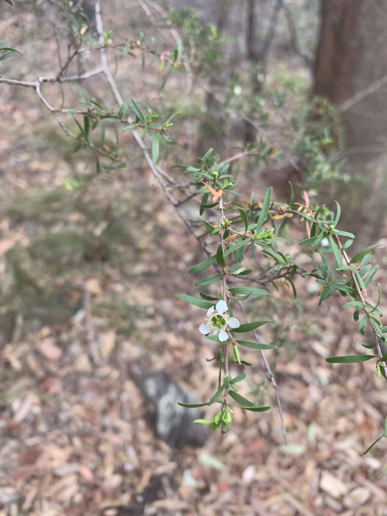 Sivun Leptospermum polygalifolium Salisb. kuva