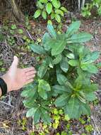 Image of Large-flowered ochna