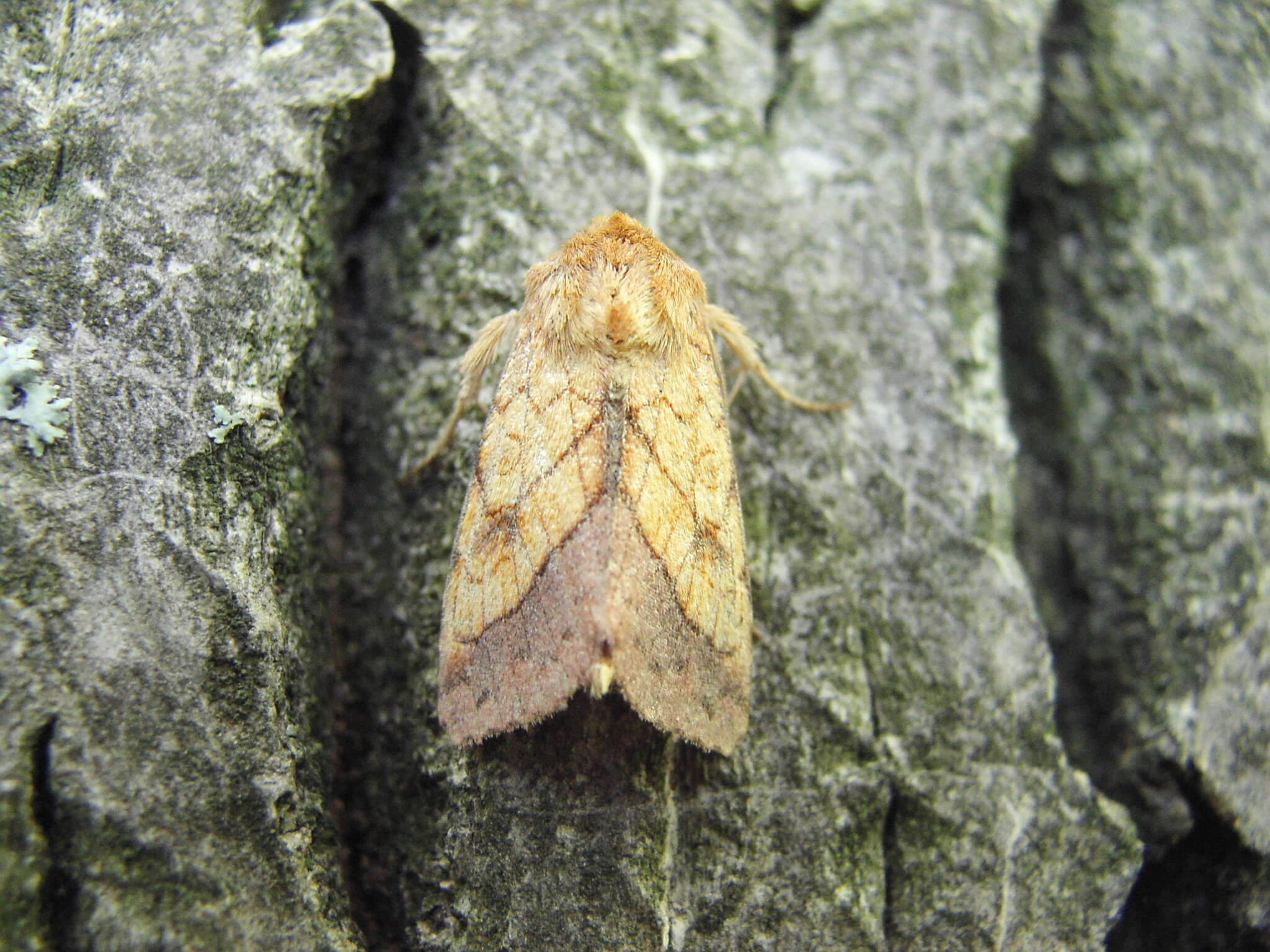 Image of bordered sallow