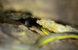 Image of Yellow-green Cat Snake