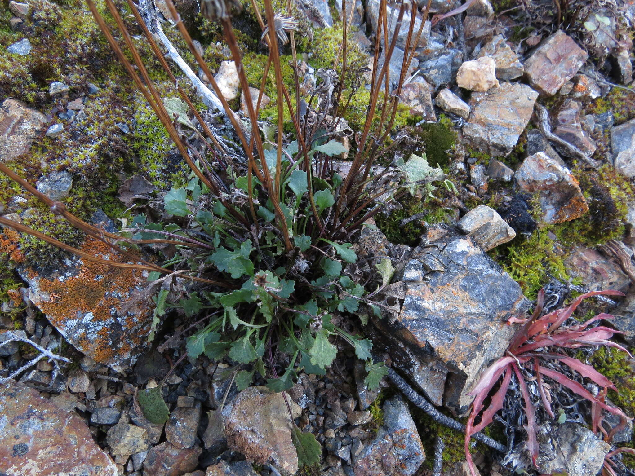 Image of northern groundsel