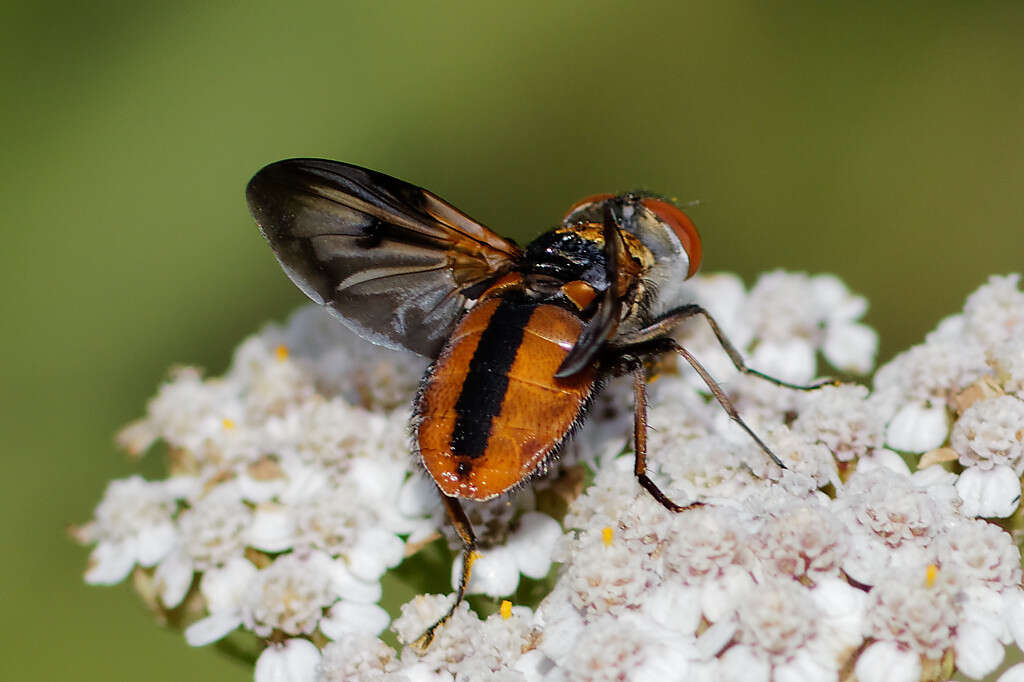 Imagem de Ectophasia crassipennis (Fabricius 1794)