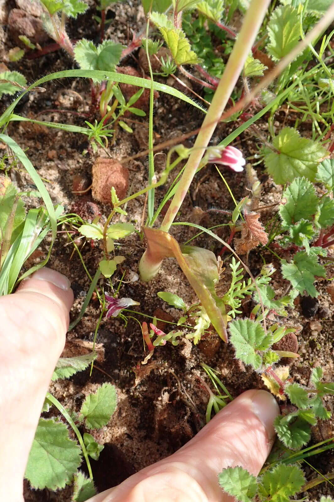 Image of Lachenalia pallida Aiton