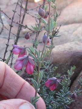 Image de Roepera rogersii (Compton) Beier & Thulin