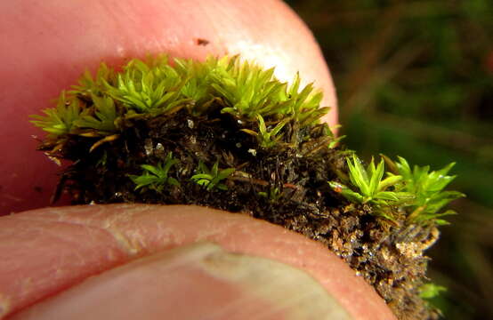 Image of trichostomum moss