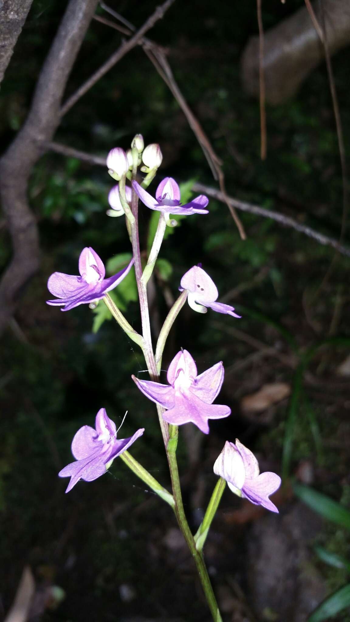 Image of Cynorkis purpurea (Thouars) Kraenzl.