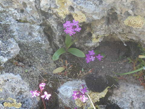 Image de Orchis brancifortii Biv.