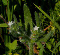 Image of Hormuzakia aggregata (Lehm.) Gusuleac