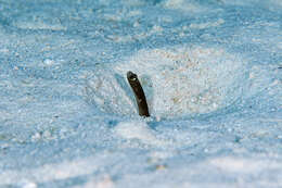 Image of Brown Garden Eel