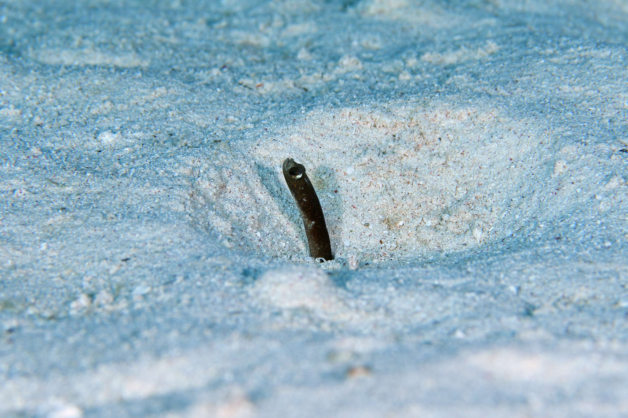 Image of Brown Garden Eel