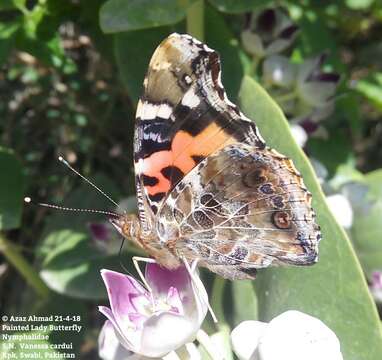 Image of Asian Admiral