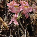 Image of Alstroemeria angustifolia subsp. angustifolia