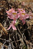 Image of Alstroemeria angustifolia subsp. angustifolia