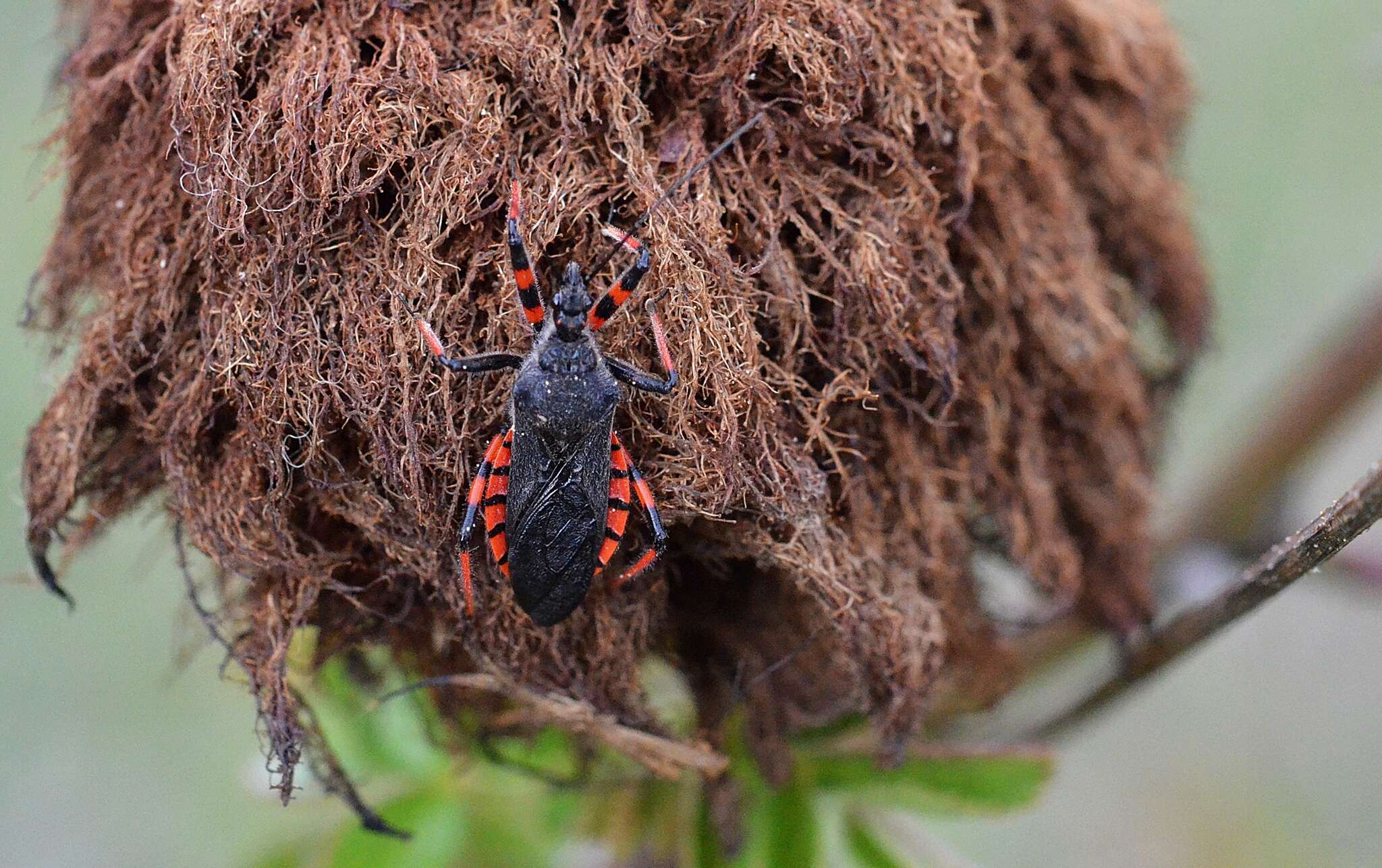 Plancia ëd Rhynocoris annulatus (Linnaeus 1758)