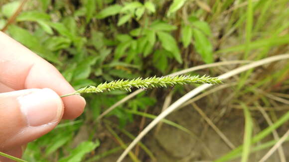 Plancia ëd Sacciolepis indica (L.) Chase