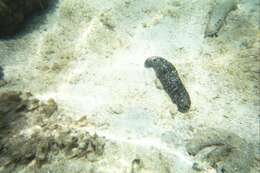 Image of Black sea cucumber