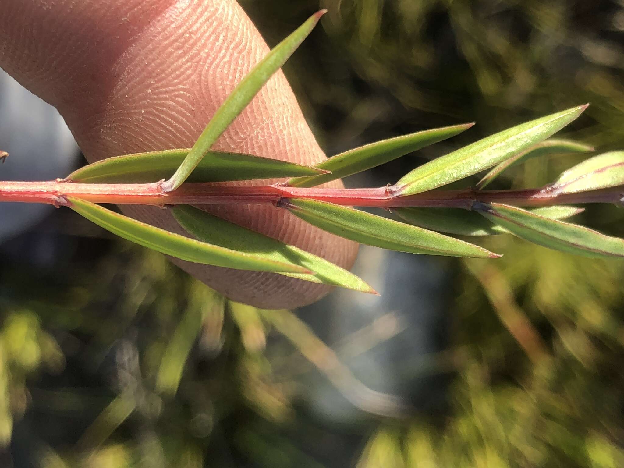 Image of Penaea acutifolia A. Juss.