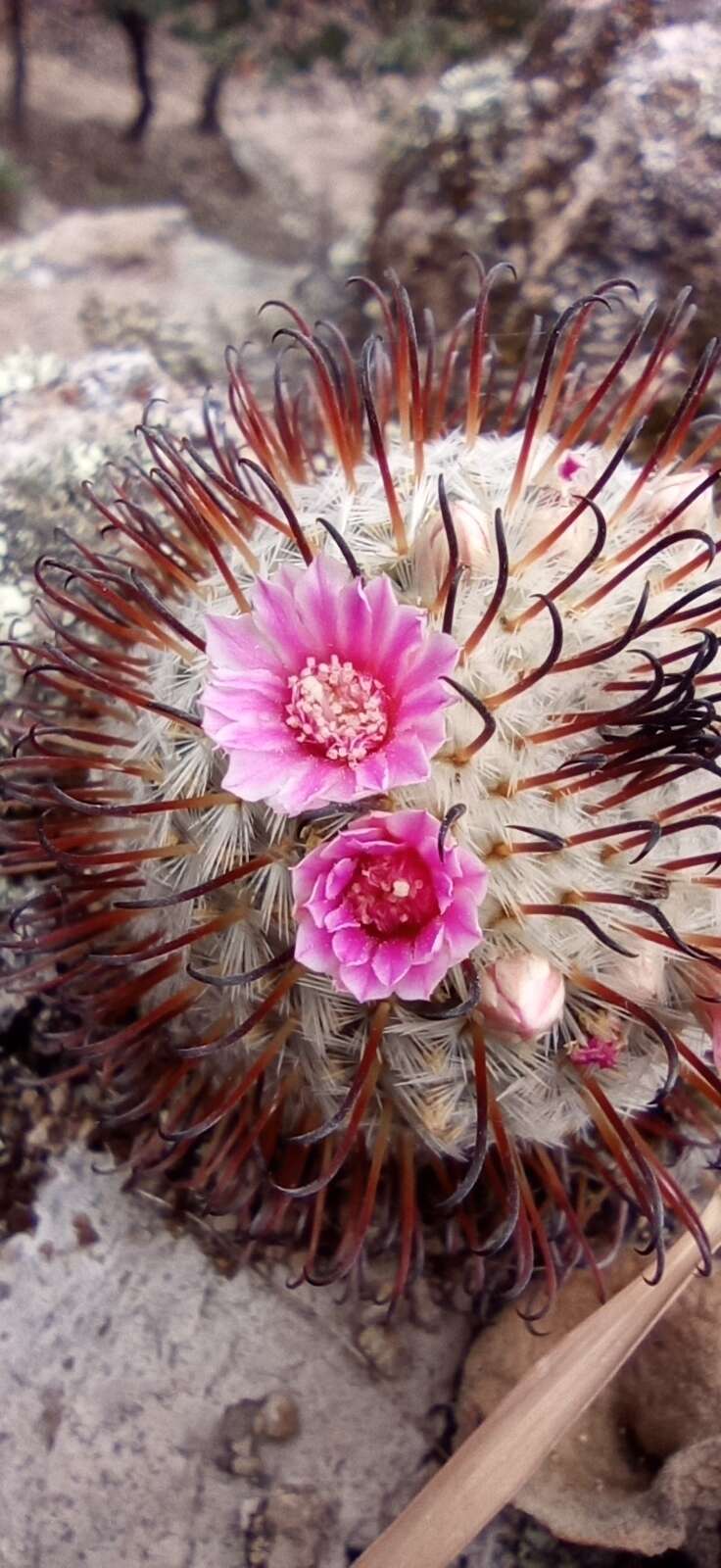 Image de Mammillaria bombycina subsp. perezdelarosae (Bravo & Scheinvar) D. R. Hunt