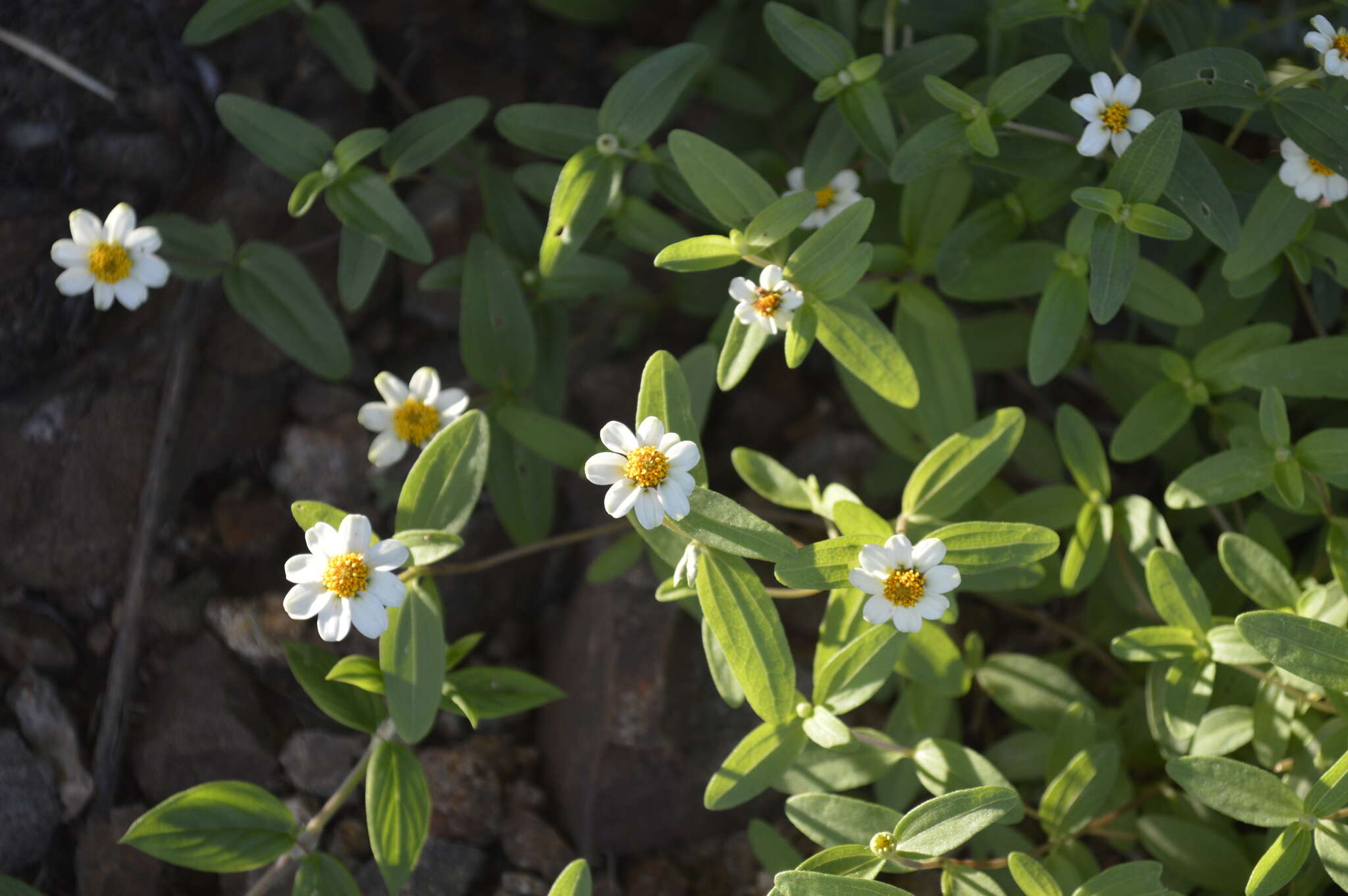 Imagem de Zinnia angustifolia var. littoralis (B. L. Rob. & Greenm.) B. L. Turner