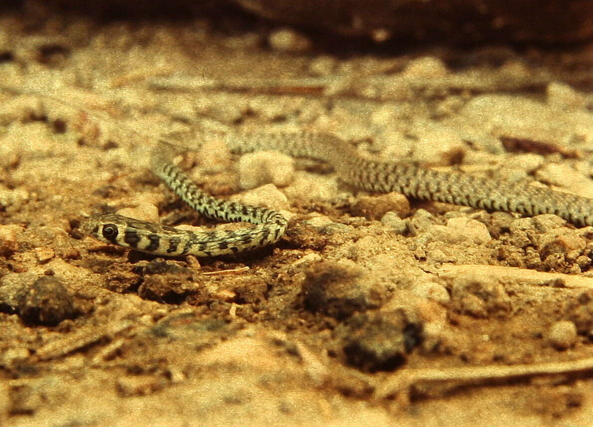 Image of Platyceps rhodorachis rhodorachis (Jan 1865)