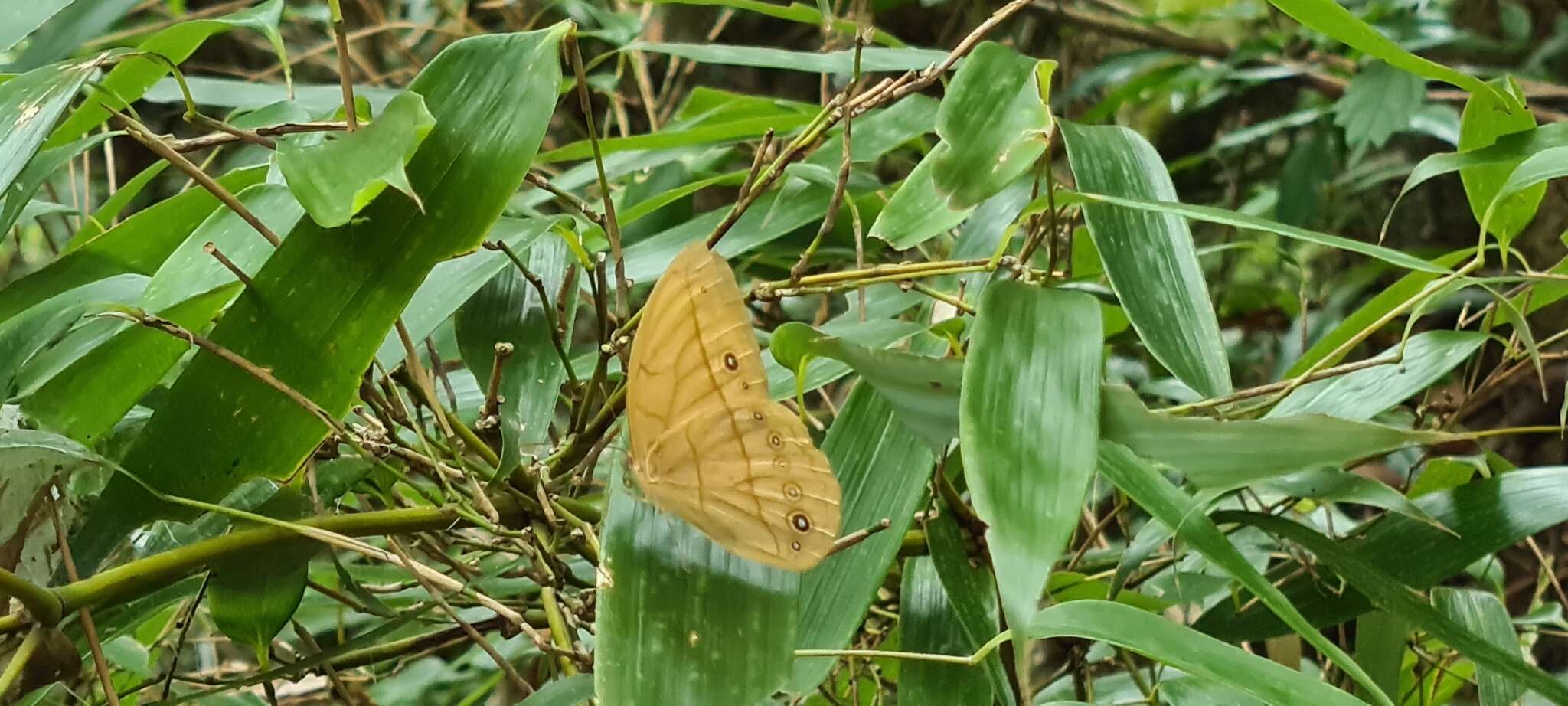 Image of Yellow Dryad