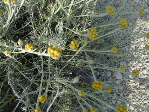 Слика од Helichrysum stoechas subsp. barrelieri (Ten.) Nym.