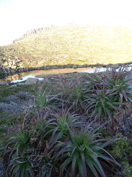 Sivun Richea pandanifolia Hook. fil. kuva