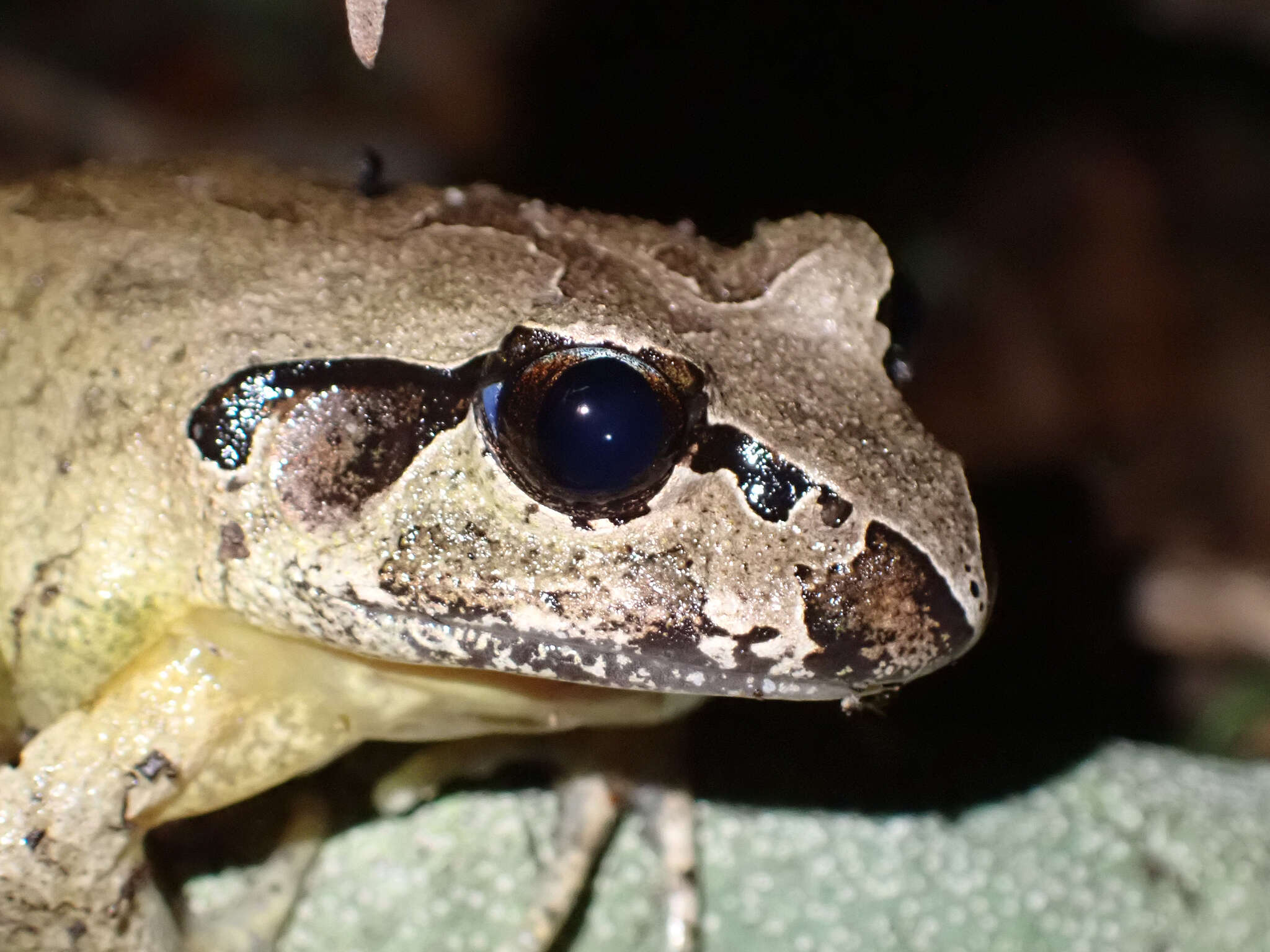 Image of Grey Barred Frog