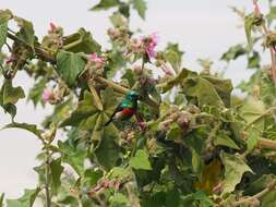 Image of Eastern Double-collared Sunbird