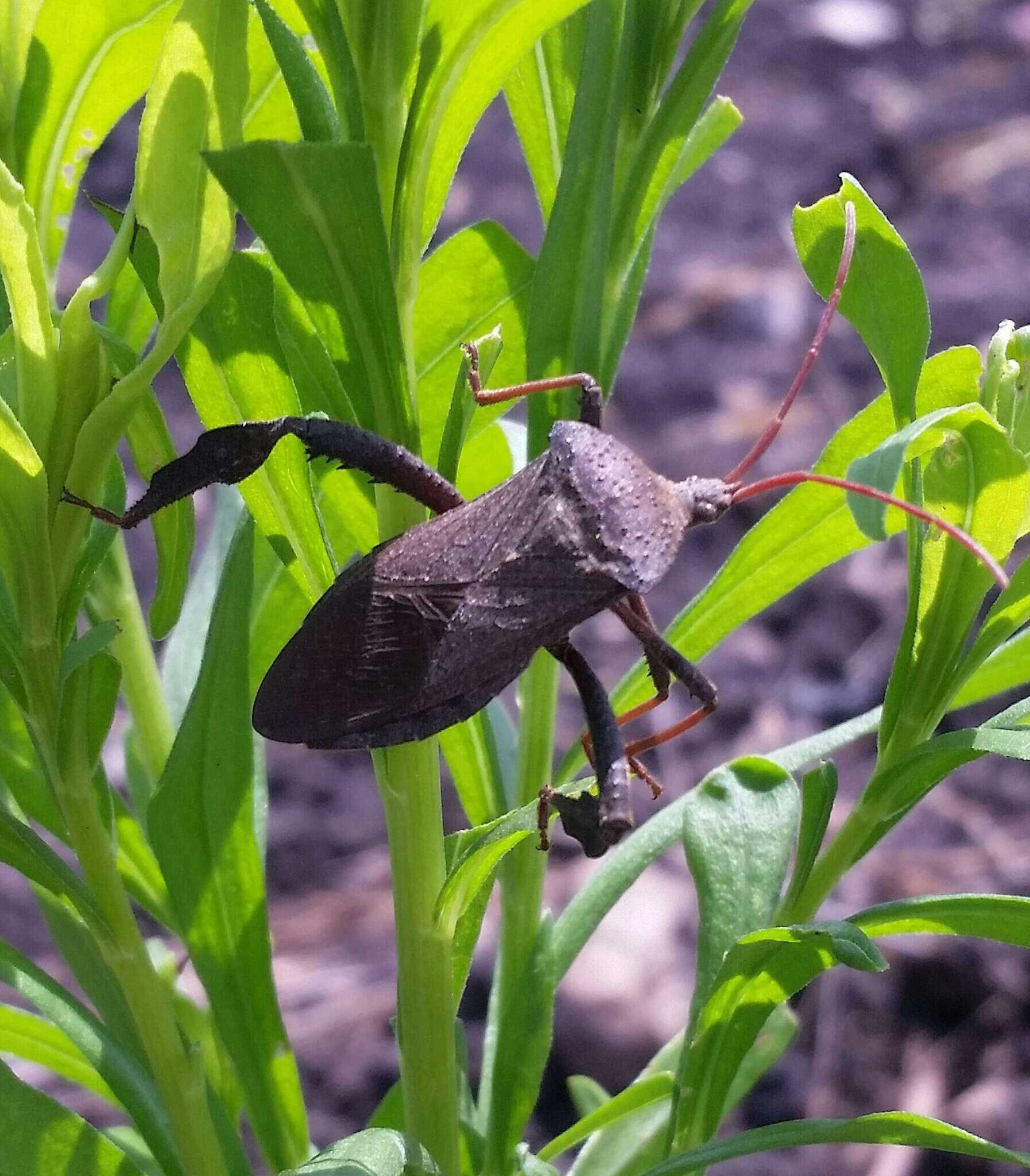 Image of Florida leaf-footed bug