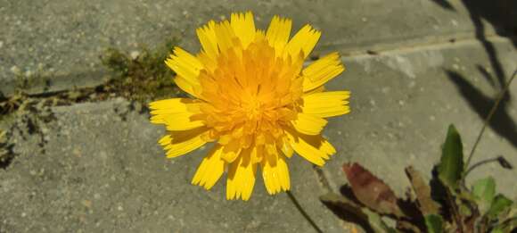 Image of lesser hawkbit