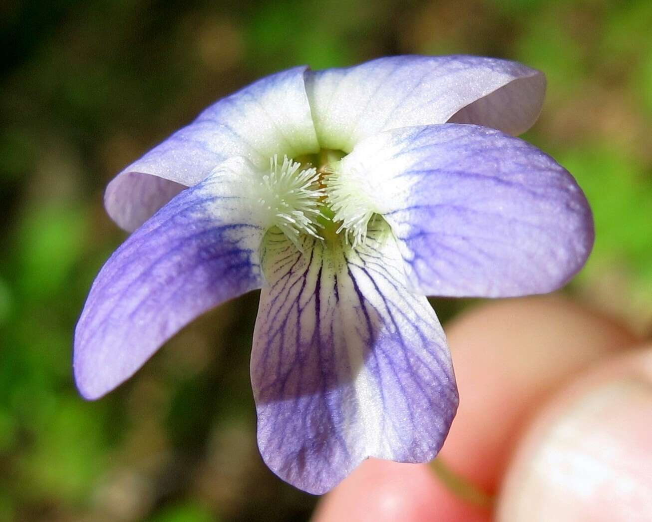 Image of <i>Viola <i>sororia</i></i> var. sororia