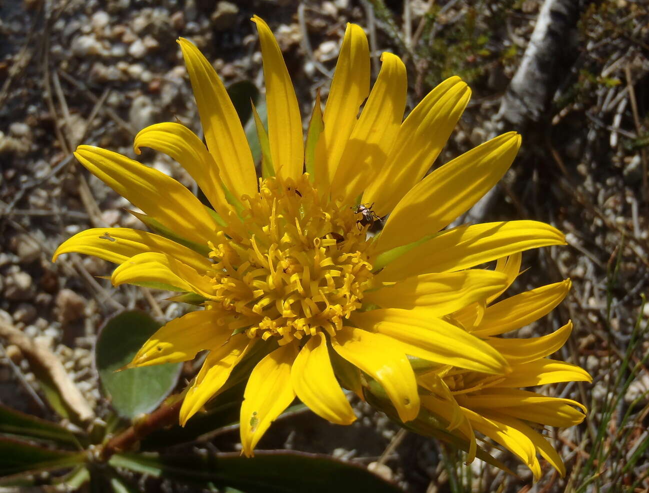 Imagem de Berkheya herbacea (L. fil.) Druce