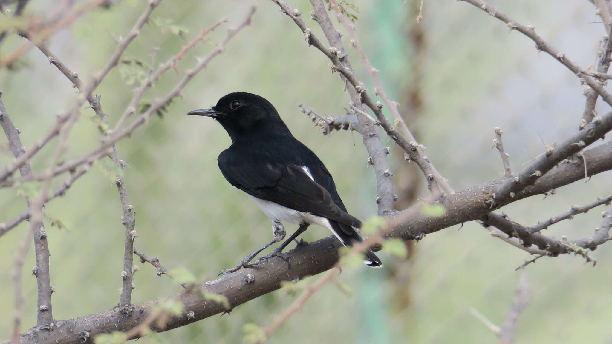 Oenanthe albonigra (Hume 1872) resmi