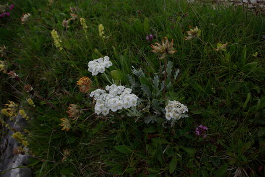 Image of silvery yarrow