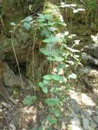 Image of pink honeysuckle