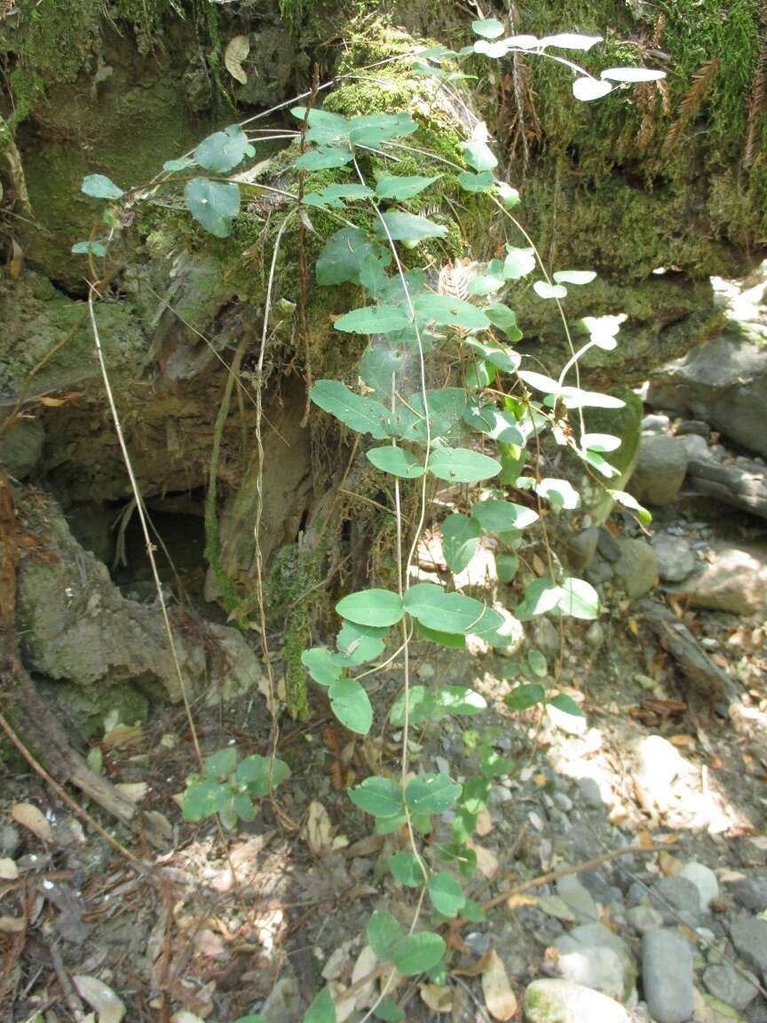 Image of pink honeysuckle