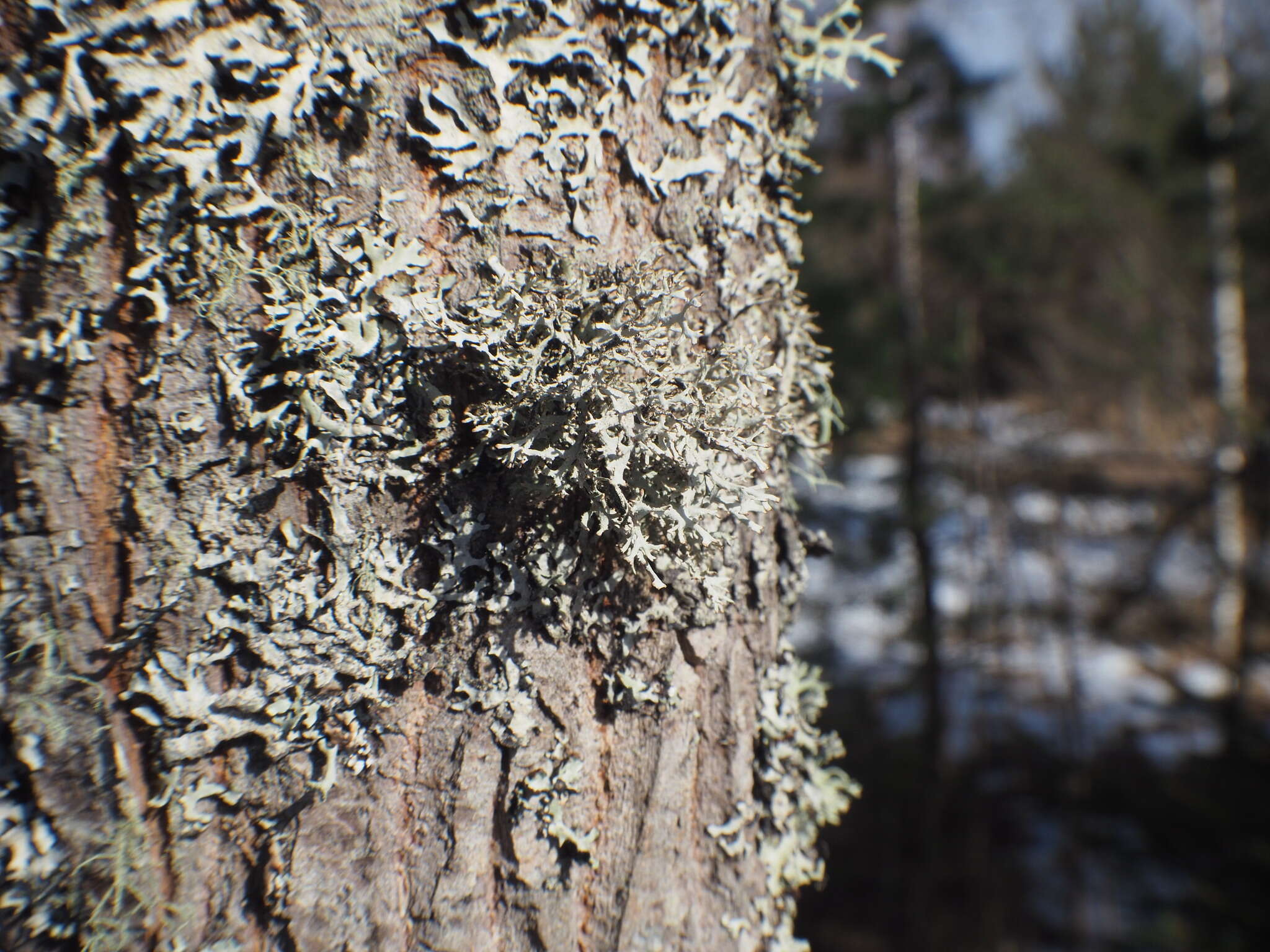 Image of light and dark lichen