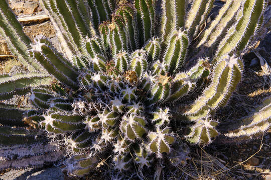 Image of Euphorbia virosa subsp. virosa