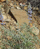 Image of bluebonnet lupine
