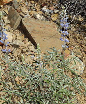 Imagem de Lupinus argenteus var. palmeri (S. Watson) Barneby