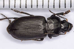 Imagem de Anisodactylus (Anisodactylus) binotatus (Fabricius 1787)