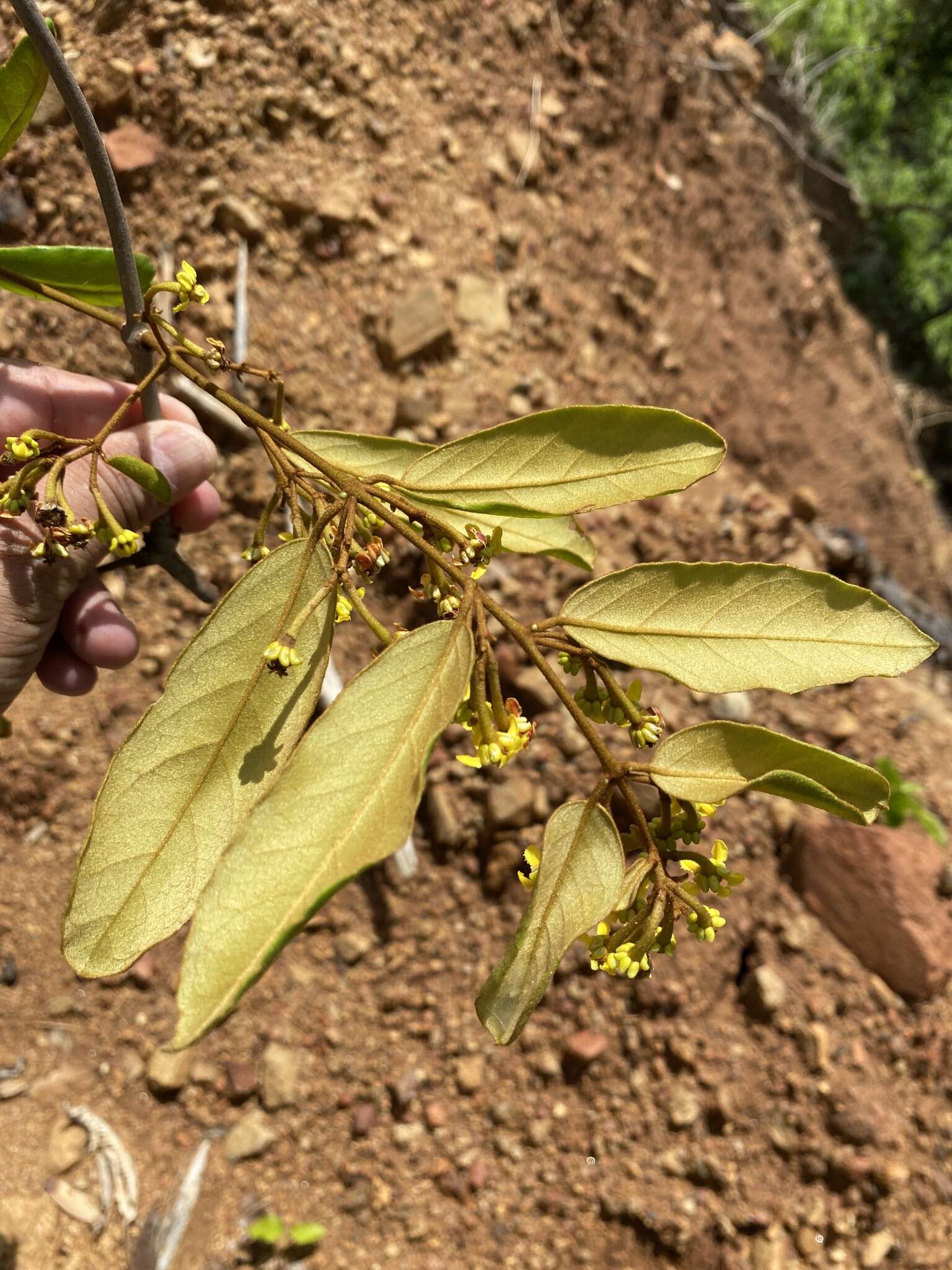 Plancia ëd Heteropterys alternifolia W. R. Anderson