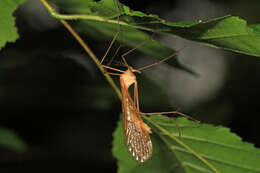 Image of Bittacus pilicornis Westwood 1846