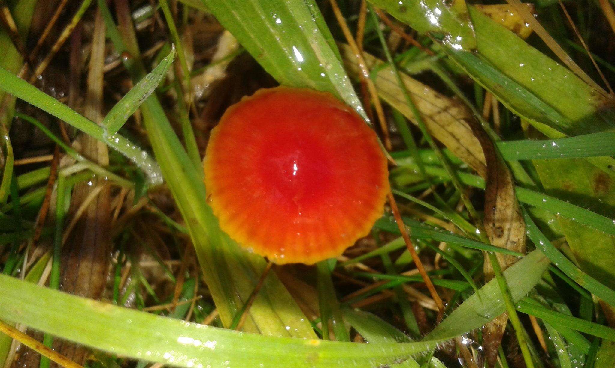 Image of Hygrocybe mucronella (Fr.) P. Karst. 1879