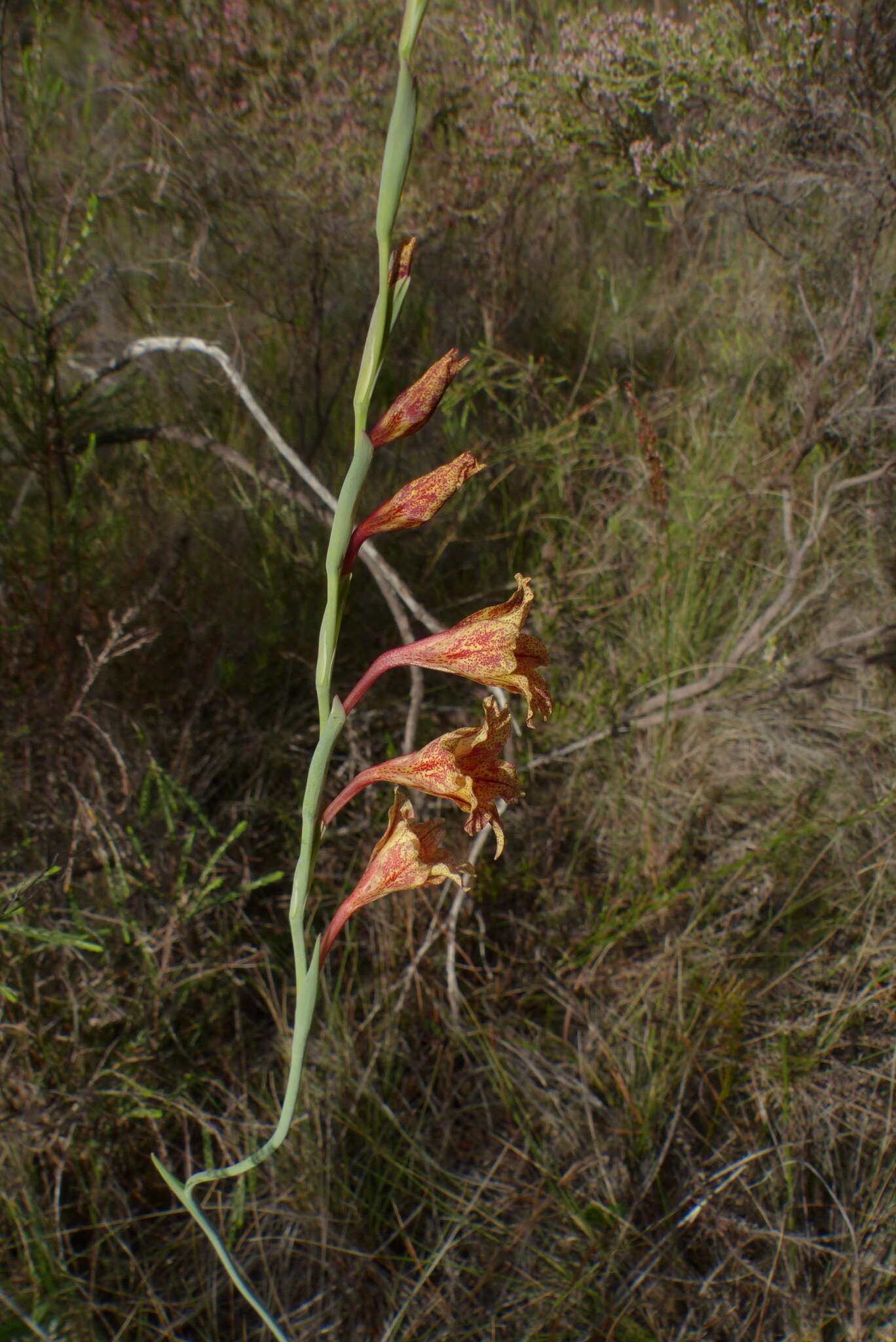 Слика од Gladiolus emiliae L. Bolus